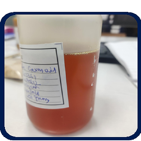 Maize germ oil sample